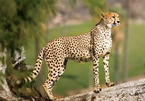 Cheetah | mammal | Britannica.com