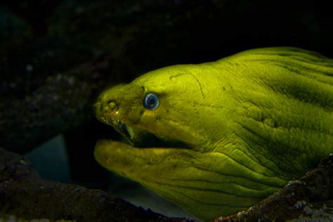 Green Moray Eel | Learn With the South Carolina Aquarium