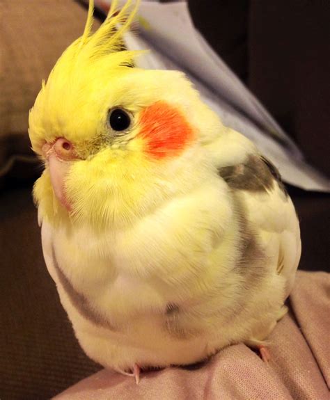 Cute fluffy feathers. Pretty Birds, Cute Birds, Beautiful Birds, Cockatiel, Budgies, Bird ...