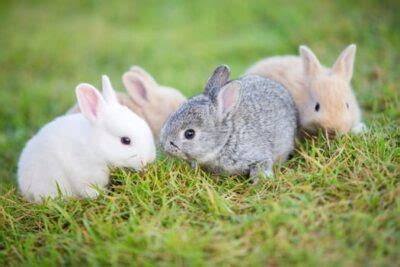 When Do Baby Rabbits Get Fur? — Rabbit Care Tips