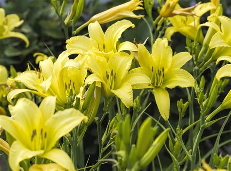 Lemon Yellow Daylilies Photograph by Kathy Clark - Fine Art America