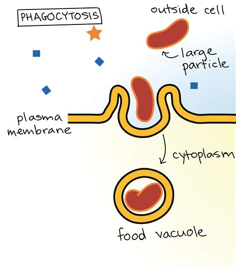 What is Phagocytosis