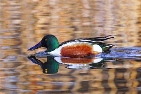 20 Ducks in Ohio: Species & Seasons