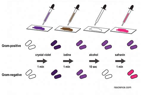 Observing Bacteria Under the Microscope - Gram Stain Steps - Rs' Science