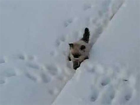 Kitten in the Snow - YouTube