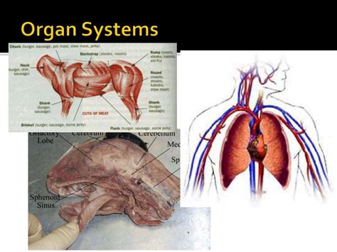 Biology and its branches