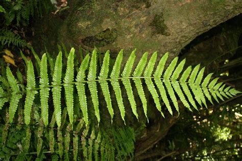 Mature sporophyte — Science Learning Hub