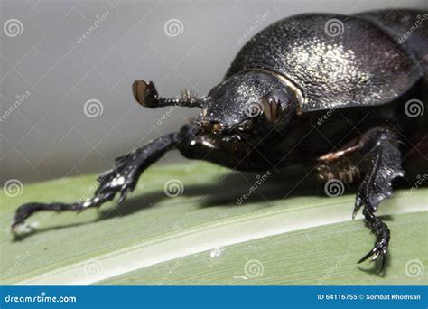 Rhinoceros beetle stock image. Image of beetle, resting - 64116755