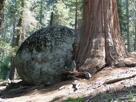 Giant Sequoia Tree Pictures, Information on the Giant Sequoia Tree Species