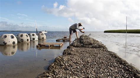 New Oyster Reef Project Bolsters Bird Habitat, Water Quality on the ...