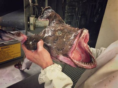 Crazy-looking fish - Crazy-looking fish from the deep sea - Pictures - CBS News