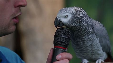 VIDEO: Einstein the parrot showcases her incredible impressions as part ...