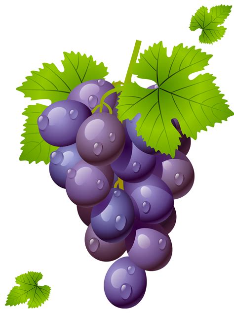 Grape with Leaves PNG Clipart Picture | Imagens de frutas, Pintura de ...