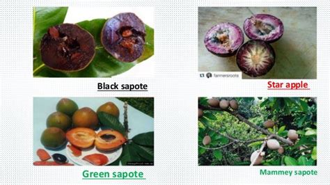 sapota cultivation