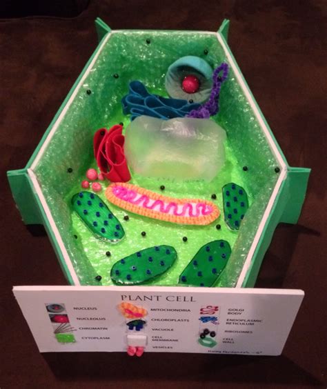 How to Create 3D Plant Cell and Animal Cell Models for Science Class | Owlcation