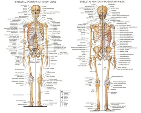 Guide to all the bones in your body. | Human bones anatomy, Body bones ...