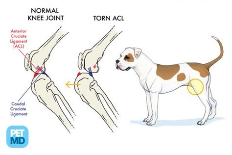 Cranial Cruciate Ligament Medical Diagram | Torn Knee Ligament in Dogs ...