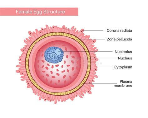 Egg Cell Labeled Diagram