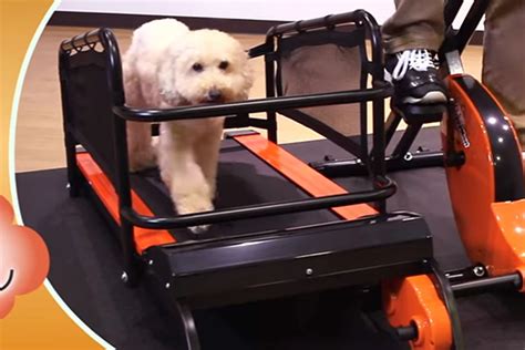 Behold the $2,000 Bike-Powered Dog Treadmill