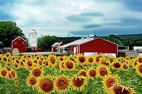 Sunflowers, Farm and Sky Photograph by Regina Geoghan - Fine Art America