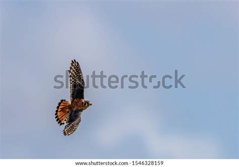 American Kestrel Isolated: Over 197 Royalty-Free Licensable Stock ...