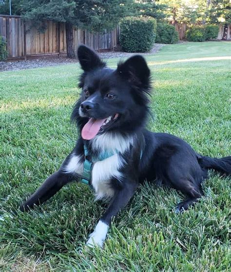 Miniature Border Collie: Can You Have One as a House Pet?