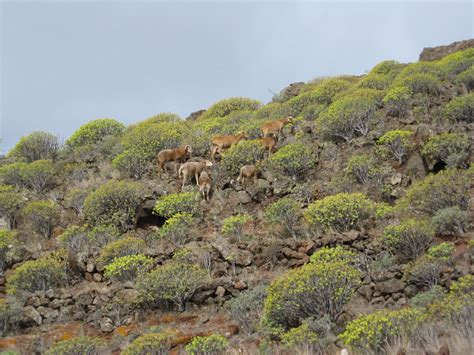 Matorral de costa | Reserva de la Biosfera de La Gomera