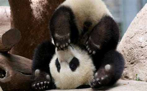 40 Baby Panda Photos