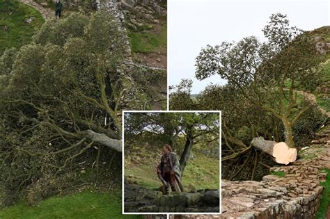 Teen boy arrested for ‘deliberate’ act of chopping down iconic ‘Robin Hood’s tree’ seen in Kevin ...