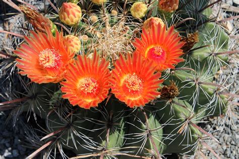 Another hardy cactus in flower | Plant Delights Nursery Blog