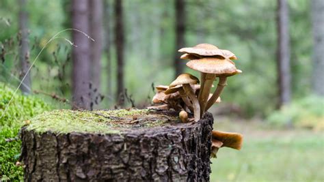 Cleaning Up With Mushrooms – Phenomenal Fungi