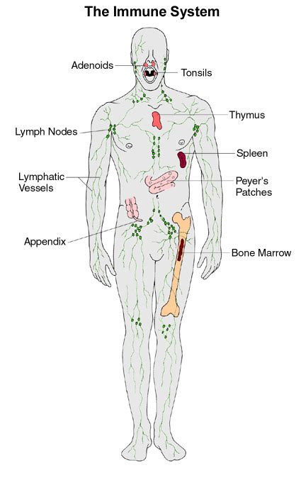 immune system