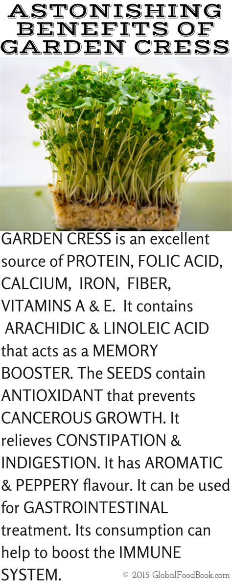 Benefits Of Garden Cress Seeds - Garden Cress Seeds