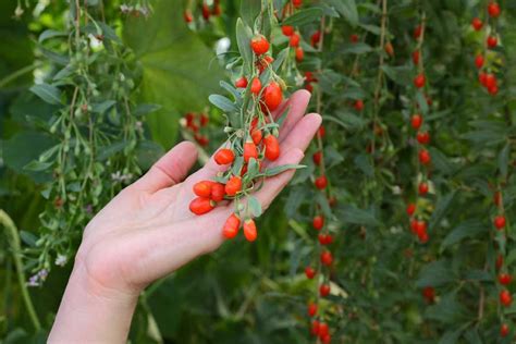 Goji Berries is the Superfood that will make you live longer, stay younger and feel better ...