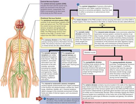 The Nervous System