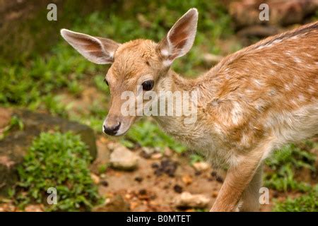 Fawn, baby chital, spotted deer, Yala Stock Photo, Royalty Free Image: 47168001 - Alamy