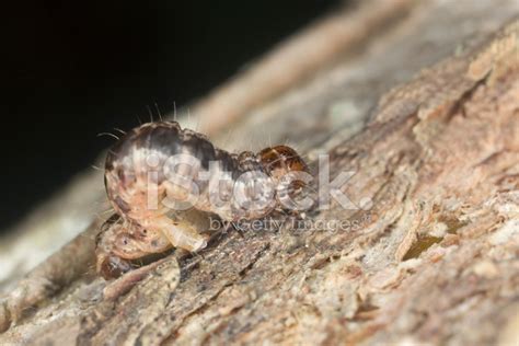 Geometer Moth Larva On Wood Stock Photo | Royalty-Free | FreeImages