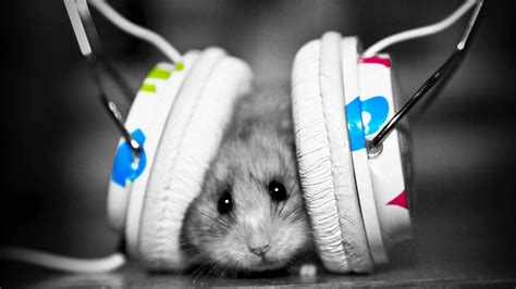 Download Cute Rat Listening To Music Picture | Wallpapers.com