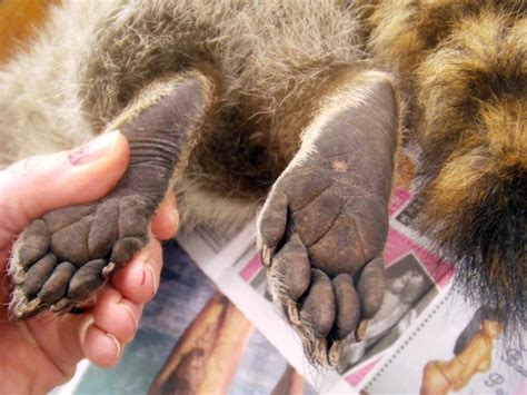 Animal Feet You Have To See To Believe - Love Your Pet | Pets | Animals