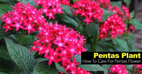 Pentas Plant: How To Care For Pentas Flower