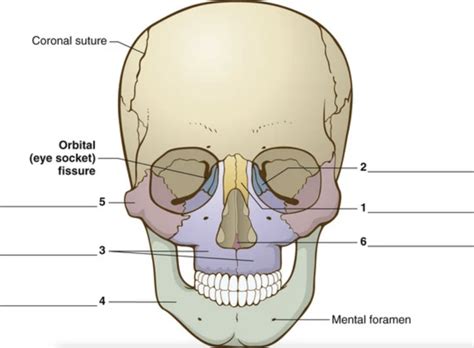 Facial Bones Diagram | Quizlet