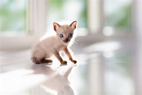 Baby Cat. Cute Kitten Playing at Home Stock Image - Image of playing ...