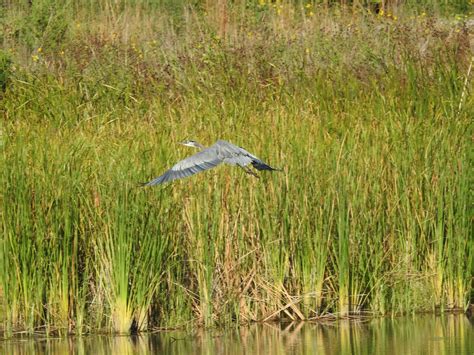 Great Blue Herons Nesting Habits, Masters of the Wetlands