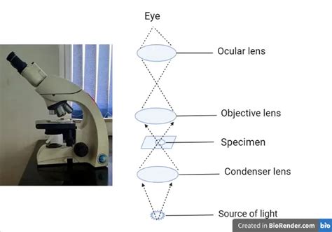 Working Mechanism of Light Microscope • Microbe Online