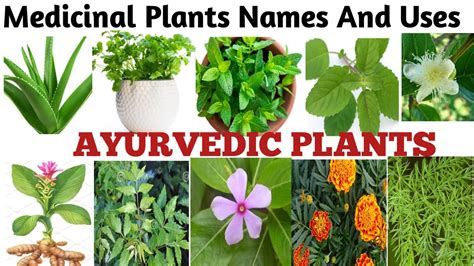 Medicinal Plants And their Uses/ 20 Ayurvedic Plants Name/ Medicinal Herbs You Can Grow/Plants ...