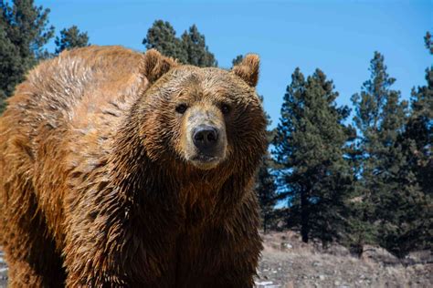 Are Grizzly Bears Endangered? Conservation Status and Outlook