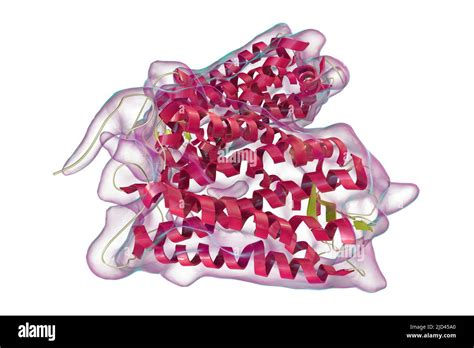 Rhodopsin molecule, illustration Stock Photo - Alamy