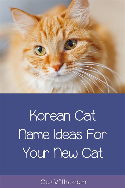 Cute Korean Cat Names