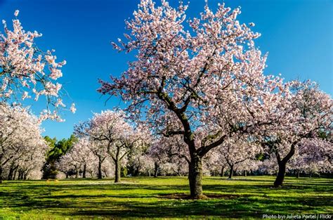 Interesting facts about almonds | Just Fun Facts