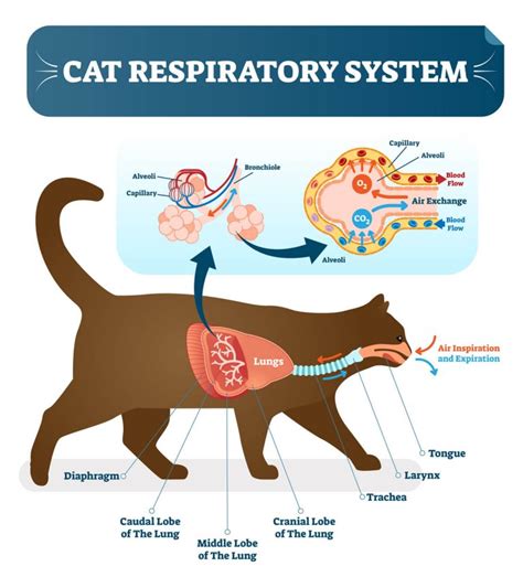 Breathing Difficulty in Cats -Cat Breathing Problems - Cat-World